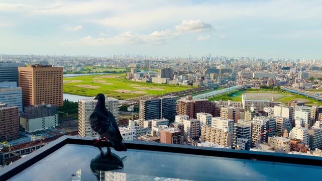 panorama view of Tokyo Japan with Pigeon