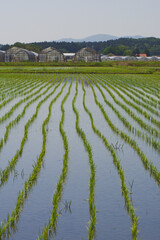 福島県中島村で撮影した田園風景 © 直樹 市村