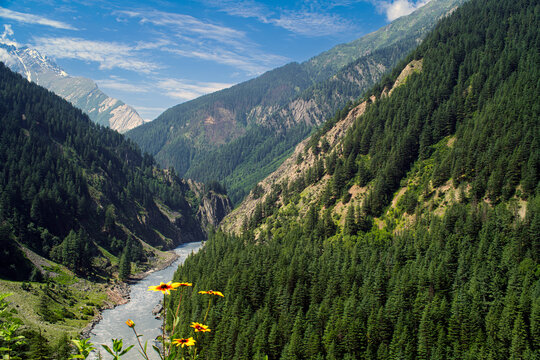 Scenic View of Chenab River Winding Through Dense Pine Forest Valley in Pangi, Chamba, Himachal Pradesh, India