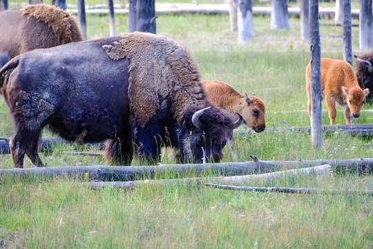 Wild American Bison in Yellowstonre shedding it's winter coat with a baby calf