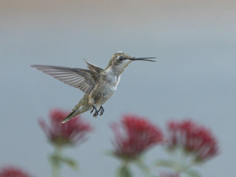 A hummingbird hovering over red flowers, captured for a brief moment while feeding.