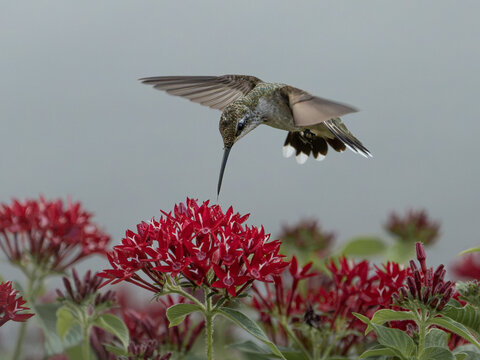 A hummingbird hovering over red flowers, captured for a brief moment while feeding.