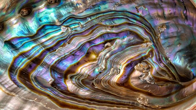 Iridescent Abalone Shell Macro Texture Abstract Background