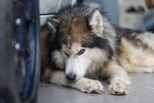Close-up of Siberian Husky a wet fluffy dog with calm expression