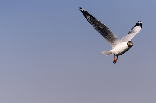A seagull soaring through a clear blue sky with fully extended wings, capturing freedom, graceful flight, and the beauty of coastal wildlife