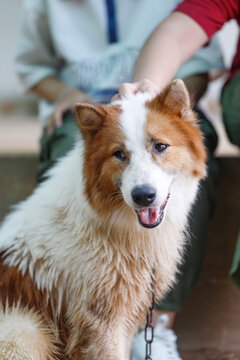 Hand of people touching on Thai Bangkaew dog with fluffy white and brown fur. A Loyal and cheerful dog