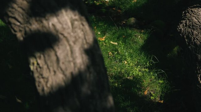 Moss-covered spring water with a thick tree trunk illuminated by strong sunlight