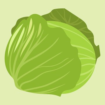Green Cabbage Flat Vector Illustration