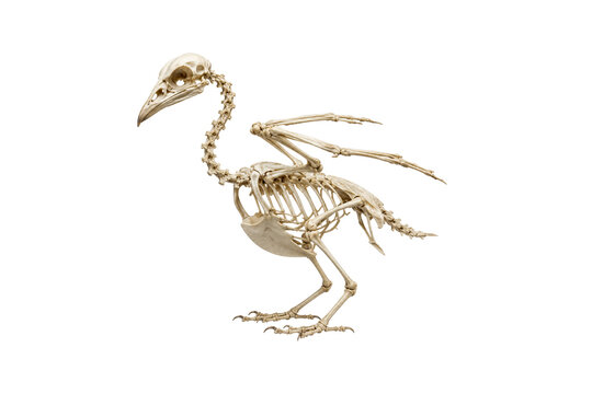 bird skeleton png