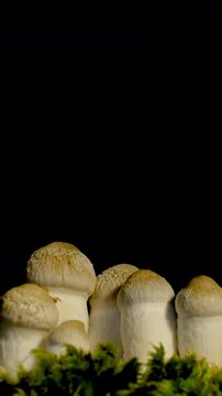 Macro time-lapse of wild mushrooms emerging from the forest floor and moss.