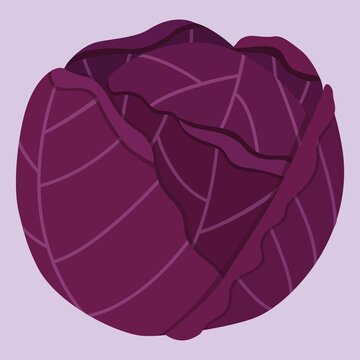 Purple Cabbage Flat Vector Illustration