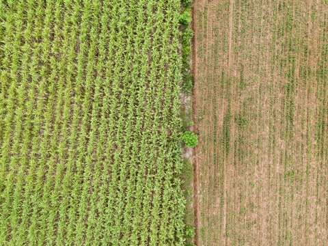 Top down drone aerial view of sugarcane plantation with green crop rows and agricultural pattern