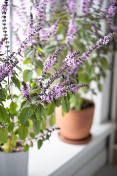 Blooming Thai basil bush with purple small flowers in pots on windowsill at home. Cultivation homegrown aroma spicy herbs, indoor gardening. Green hobby concept. 