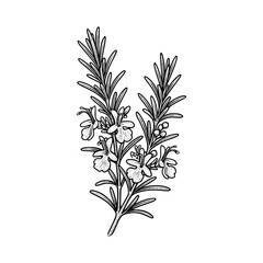 Fototapeta premium Hand drawn illustration of a rosemary sprig with delicate flowers and leaves.