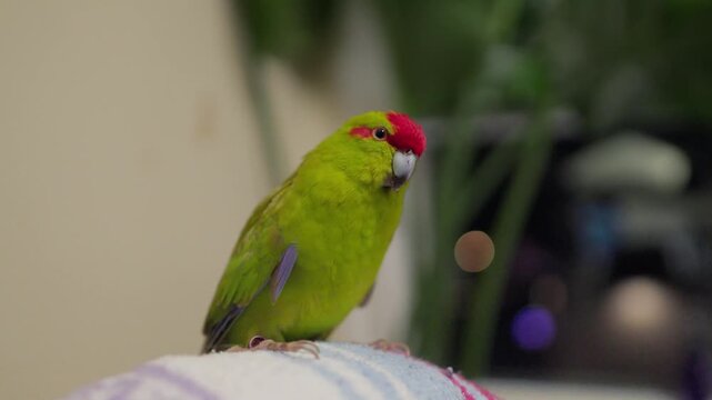 A pet green Karariki bird sitting calmly on a blanket in a house