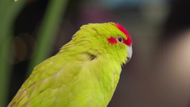 Pet bird sitting indoors outside of a cage