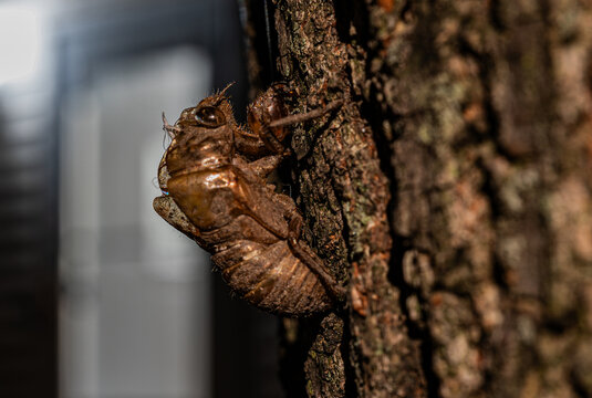 Cicada shell