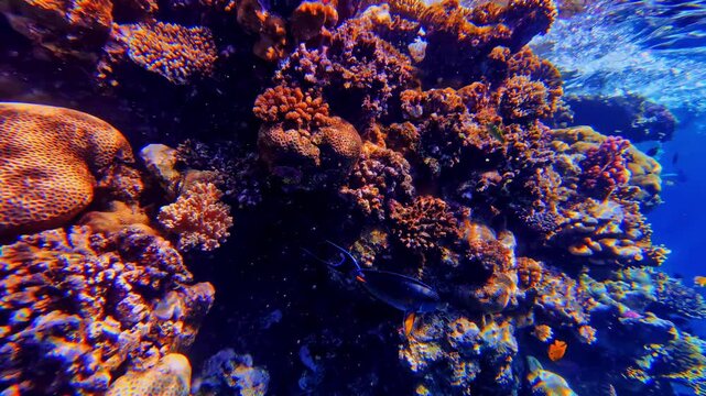 Colorful stony corals and tropical fish in the waters of Sharm El-Sheikh, Red Sea, Egypt