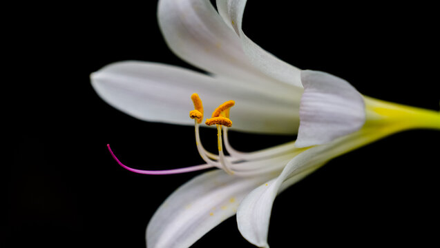 High-definition black background floral material: close-up side view of white Lycoris flowers, pink, yellow, and white color-contrast design elements