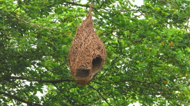 a baya weaver trying to impress a female weaver in his nest