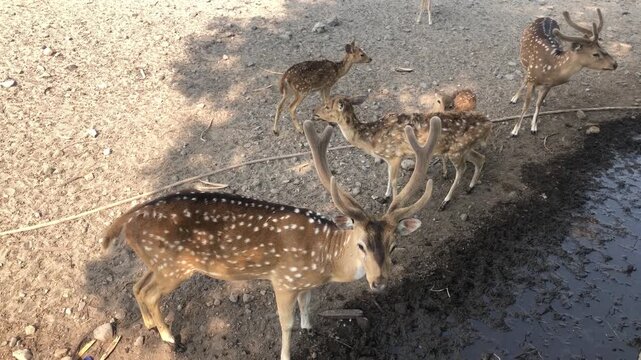 Active axis deer herd standing and shifting positions near a muddy area in an outdoor captivity habitat.