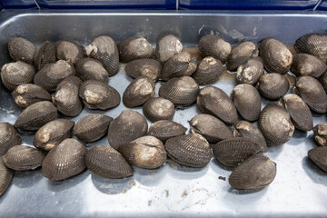 Fresh raw clams, or cockles, displayed in a metal tray at a bustling market. These healthy shellfish are ready for culinary use. © Enrique