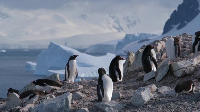 Natural landscape of Gentoo penguins walking on Danco island in Antarctica