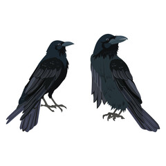 Naklejka premium Realistic set of crows, isolated on a white background, designed as a template for web design, logos, icons, and emblems.