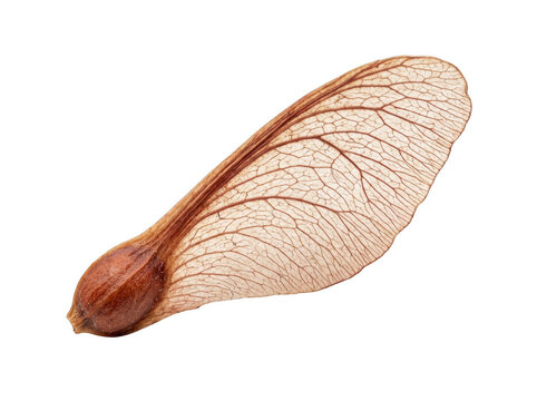 Maple seed with a thin winged samara structure lies isolated on a white background.