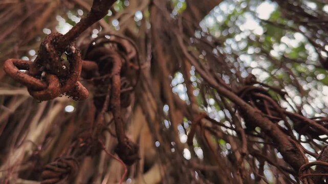 Ancient Banyan Tree tied in a knot Aerial Roots Close Up in KLCC park