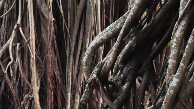 Close up of Ancient Banyan Tree Prop Roots