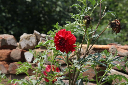 Beautiful Dahlia flower bud making scenary, best for wallpapers and displays