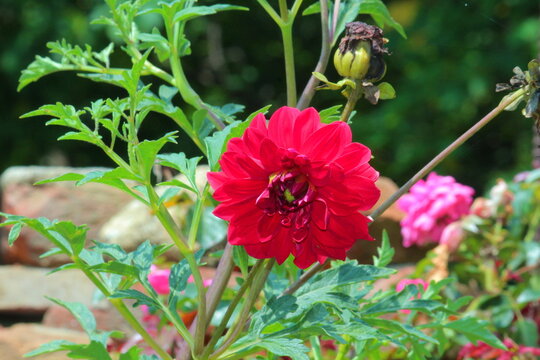 Beautiful Dahlia flower bud making scenary, best for wallpapers and displays
