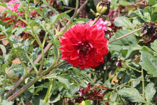 Beautiful Dahlia flower bud making scenary, best for wallpapers and displays