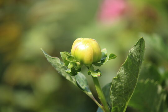 Beautiful Dahlia flower bud making scenary, best for wallpapers and displays