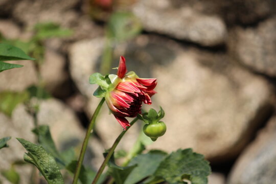 Beautiful Dahlia flower bud making scenary, best for wallpapers and displays