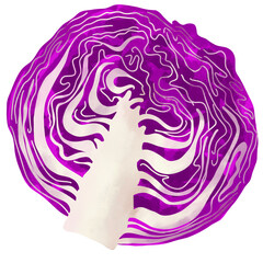 Obraz premium Sliced Red Cabbage Illustration Isolated on Transparent Background