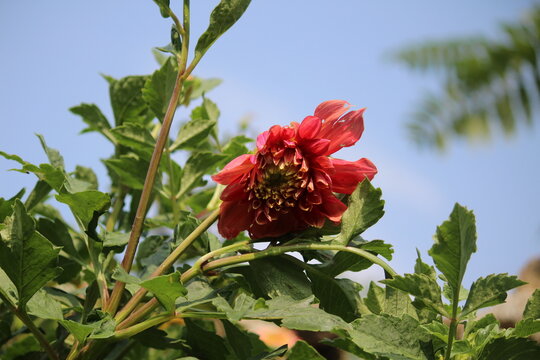 Beautiful Dahlia flower bud making scenary, best for wallpapers and displays