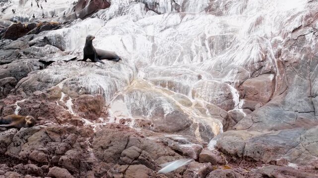 Seals are seen resting on the rocks along the pacific ocean close to guerrero negro in baja california.