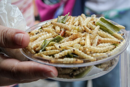 Close-up of crispy fried bamboo worms served in a clear plastic container