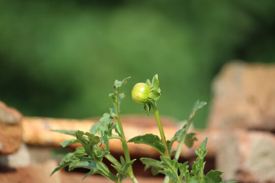 Beautiful Dahlia flower bud making scenary, best for wallpapers and displays