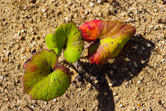 Colt's foot leaves showing vibrant red and green autumn colors growing on a dry sandy quarry floor, top view of a hardy plant resisting harsh environment during late summer season