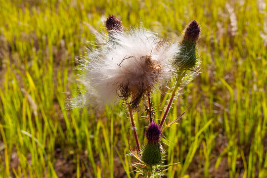 Close-up of a fluffy Cirsium vulgare seed head with silky white pappus glowing in the warm August sunlight, standing tall in a meadow with blurred green grass background