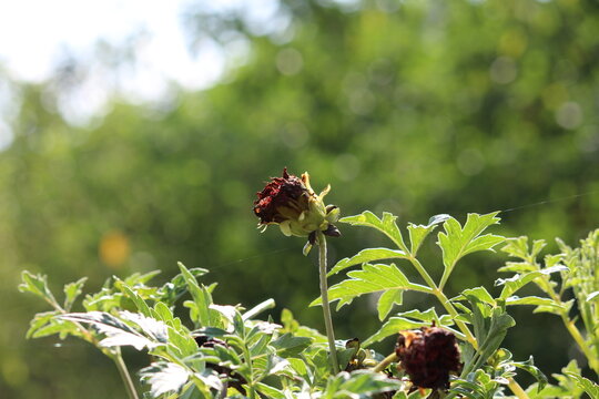 Beautiful Dahlia flower bud making scenary, best for wallpapers and displays