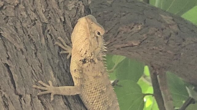 Oriental garden lizard climbing tree bark, wild calotes versicolor reptile in nature, tropical lizard on wooden trunk
