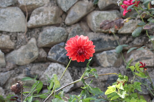 Beautiful Dahlia flower bud making scenary, best for wallpapers and displays