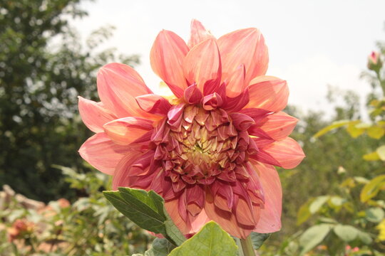Beautiful Dahlia flower bud making scenary, best for wallpapers and displays