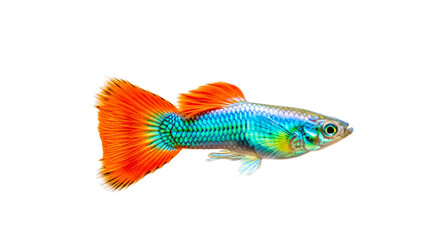 Fototapeta premium Vibrant Colorful Guppy Fish with Bright Orange and Blue Fins Isolated on Transparent Background