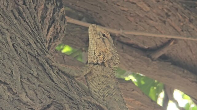 Oriental garden lizard on tree bark, camouflaged calotes versicolor reptile in nature, wild lizard resting on brown wood trunk
