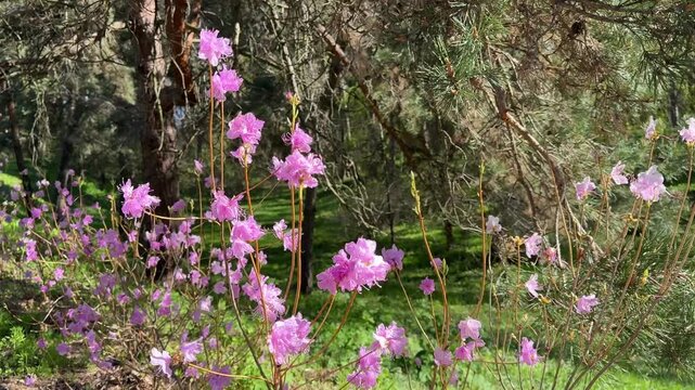 Rhododendron pink flowers in spring